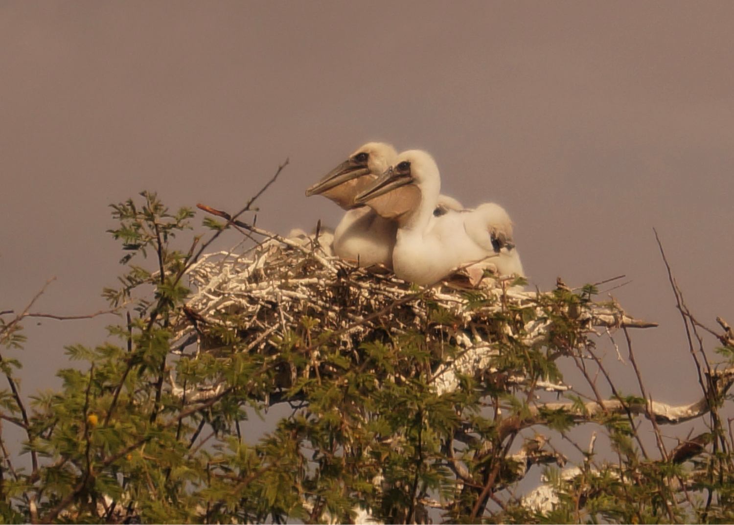 poussins de pelicans gris (canal du crocodile)